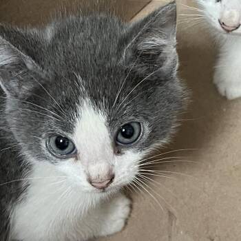 Naro -  Domestic Short Hair Cat for Adoption in Philadelphia, Pennsylvania - Naro | PetCurious