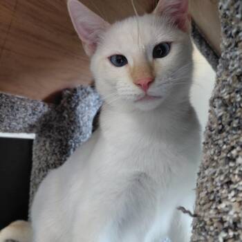 Rescue Siamese and Domestic Short Hair Cats for Adoption in Burlington, Washington - BURGIS-bk | PetCurious