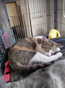 Betty Boop -  Torbie Cat for Adoption in Saginaw, Michigan - Betty Boop | PetCurious