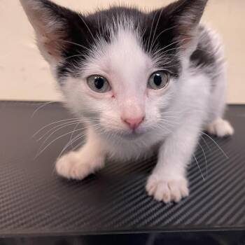 Margo -  Domestic Short Hair Cat for Adoption in Pasadena, California - Margo | PetCurious