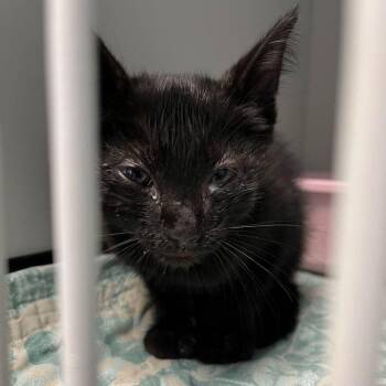 Julius -  Domestic Long Hair Cat for Adoption in Kingman, Arizona - Julius | PetCurious