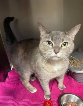 Sage -  Domestic Short Hair Cat for Adoption in Houghton Lake, Michigan - Sage | PetCurious