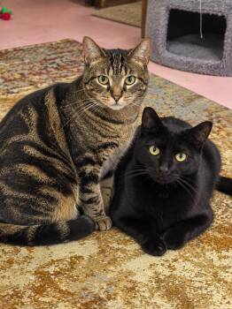 Jimmy and Cosmo -  Domestic Medium Hair Cat for Adoption in Westwood, New Jersey - Jimmy And Cosmo | PetCurious