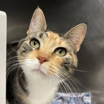 Rescue Domestic Short Hair Cats for Adoption in Des Moines, Iowa - Summer | PetCurious