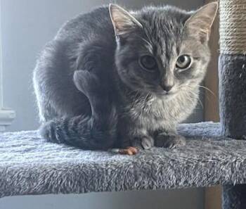 Domestic Short Hair Cats Available for Adoption - Jester | PetCurious