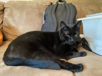 LUKE -  Domestic Short Hair Cat for Adoption in Woodland, California - LUKE | PetCurious