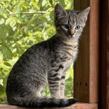 Miley -  Tabby and Domestic Short Hair Cat for Adoption in Knoxville, Tennessee - Miley | PetCurious
