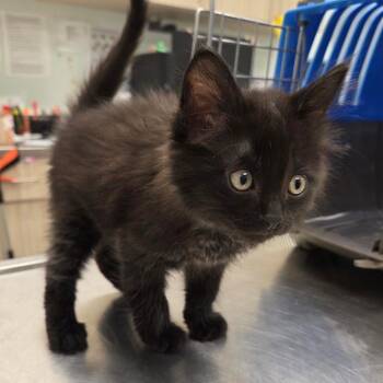 Brimm -  Domestic Medium Hair Cat for Adoption in Chattanooga, Tennessee - Brimm | PetCurious