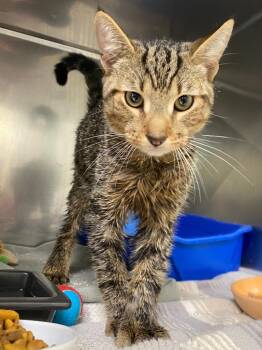 Nelson -  Domestic Short Hair Cat for Adoption in Fall River, Massachusetts - Nelson | PetCurious