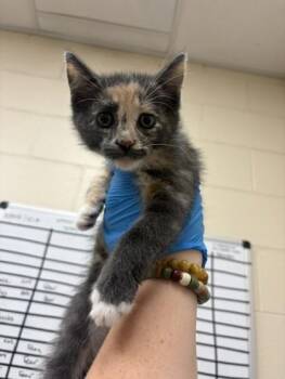 Domestic Short Hair Cats Available for Adoption in Westland, Michigan - Rodan | PetCurious
