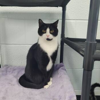 Domino -  Domestic Short Hair Cat for Adoption in Morganton, North Carolina - Domino | PetCurious