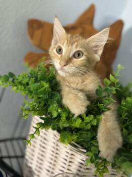Palmer -  Domestic Medium Hair and Domestic Short Hair Cat for Adoption in New Orleans, Louisiana - Palmer | PetCurious