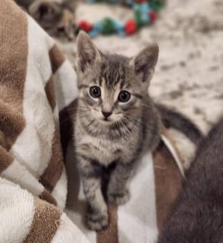Cedric -  Domestic Short Hair Cat for Adoption in Hamilton, Ontario - Cedric | PetCurious
