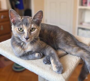 Louise -  Dilute Calico Cat for Adoption in Burnaby, British Columbia - Louise | PetCurious