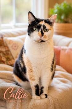Callie (FCIFD# 06/02/2026 - 85 Brandywine PS) -  Calico Cat for Adoption in Greenville, Delaware - Callie (FCIFD# 06/02/2026 - 85 Brandywine PS) | PetCurious