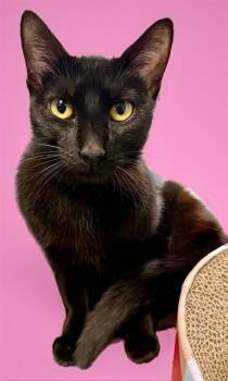 Domestic Short Hair Cats Available for Adoption - BARBIE | PetCurious