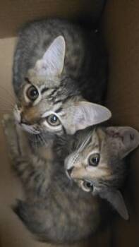Robbie -  Domestic Short Hair Cat for Adoption in Wichita, Kansas - Robbie | PetCurious