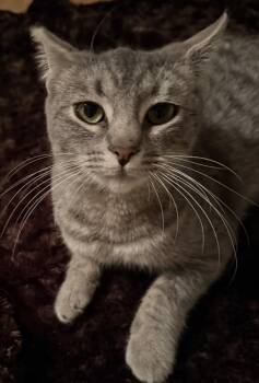 Domestic Short Hair Cats Available for Adoption - Hazel | PetCurious