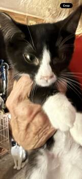 Masquerade -  Tuxedo Cat for Adoption in Las Vegas, Nevada - Masquerade | PetCurious