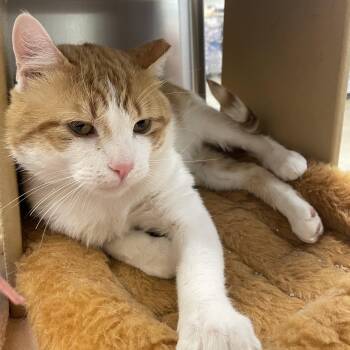 Merle -  Domestic Short Hair Cat Available for Adoption in Norwalk, Connecticut - Merle | PetCurious