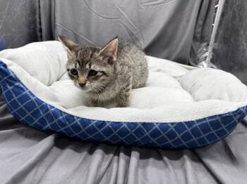 A122062 -  Domestic Short Hair Cat for Adoption in Grovetown, Georgia - A122062 | PetCurious