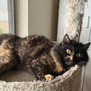 Domestic Long Hair Cats Available for Adoption - Owlet | PetCurious