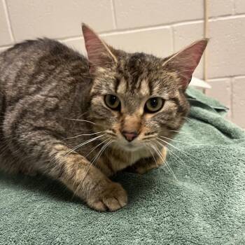 Domestic Short Hair Cats Available for Adoption - Jasper | PetCurious