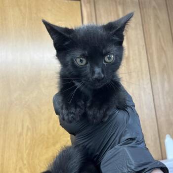 Domestic Short Hair Cats Available for Adoption - Freddy The Ferrett | PetCurious
