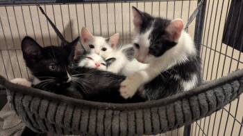 Lierna -  Domestic Short Hair Cat for Adoption in Alafaya, Florida - Lierna | PetCurious