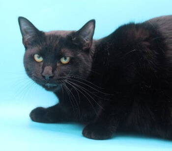 Rescue Domestic Short Hair Cats for Adoption in Herndon, Virginia - Periwinkle | PetCurious