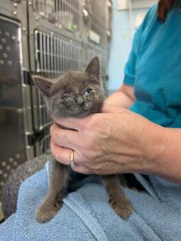 Topaz - At shelter -  Domestic Short Hair Cat for Adoption in Rustburg, Virginia - Topaz - At Shelter | PetCurious