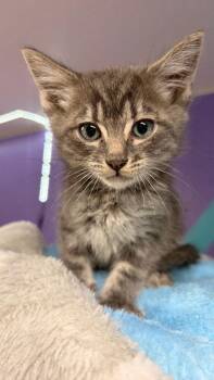 Charm -  Domestic Short Hair Cat for Adoption in Battle Ground, Washington - Charm | PetCurious