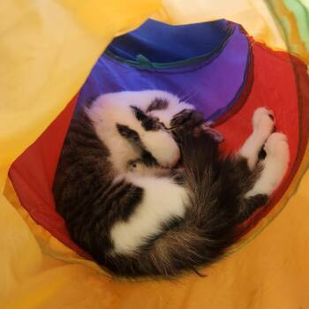 Wendy -  Domestic Medium Hair Cat for Adoption in Brockton, Massachusetts - Wendy | PetCurious