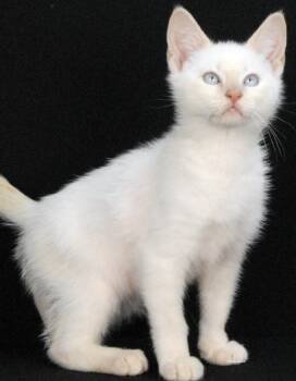 Criss Cross -  Siamese and American Shorthair Cat for Adoption in Newland, North Carolina - Criss Cross | PetCurious