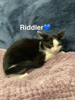 Riddler -  Domestic Short Hair Cat for Adoption in Lunenburg, Massachusetts - Riddler | PetCurious