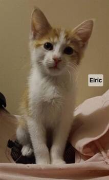 ELRIC -  Domestic Short Hair Cat for Adoption in Peoria, Illinois - ELRIC | PetCurious