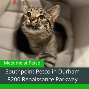 Domestic Short Hair Cats Available for Adoption - Valentino | PetCurious