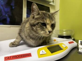SATURN -  Domestic Short Hair Cat for Adoption in Colorado Springs, Colorado - SATURN | PetCurious