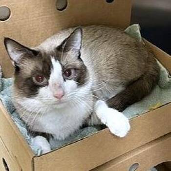 August -  Domestic Short Hair Cat for Adoption - August | PetCurious