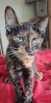 Leah -  Dilute Tortoiseshell Cat for Adoption in Muncie, Indiana - Leah | PetCurious