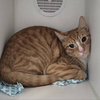 Peach -  Domestic Short Hair Cat for Adoption in Philadelphia, Pennsylvania - Peach | PetCurious