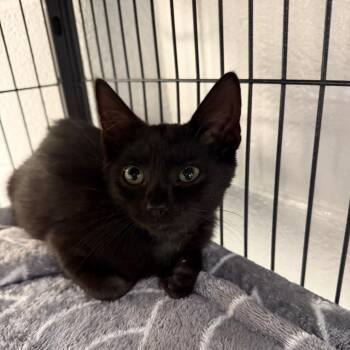 Paulette -  Domestic Short Hair Cat for Adoption in Hampton Bays, New York - Paulette | PetCurious