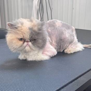 Frankie -  Persian Cat for Adoption in Plainfield, Illinois - Frankie | PetCurious