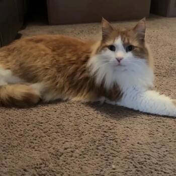 Kelani -  Domestic Long Hair and Maine Coon Cat for Adoption in Carmel, Indiana - Kelani | PetCurious