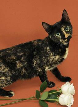 Rescue Domestic Short Hair Cats for Adoption in Bowling Green, Kentucky - Taco | PetCurious