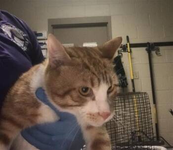 Domestic Short Hair Cats Available for Adoption in Conroe, Texas - BENJI | PetCurious