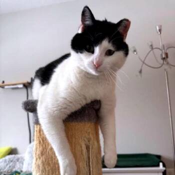 Domestic Short Hair Cats Available for Adoption - Bonnie C10657 | PetCurious