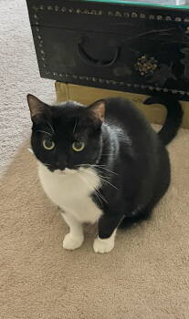 Rescue Tuxedo and Domestic Short Hair Cats for Adoption in Laguna Niguel, California - Johnny Billy-courtesy Post | PetCurious