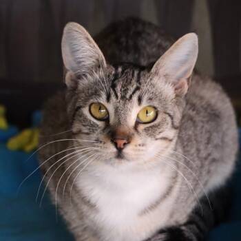 Rescue Domestic Short Hair Cats for Adoption in Tucson, Arizona - Salvia | PetCurious