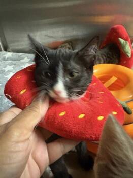 Uma -  Domestic Short Hair Cat for Adoption in Kennewick, Washington - Uma | PetCurious